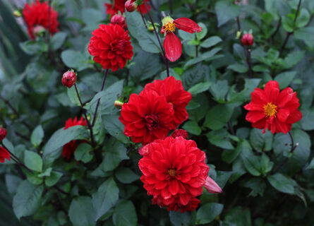 Капризнее заморских принцев: 2 цветка, которые не стоят вложенных трудов — сплошная морока