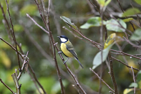 Народные приметы на Градовую среду 2026 – почему нельзя работать на огороде в этот день