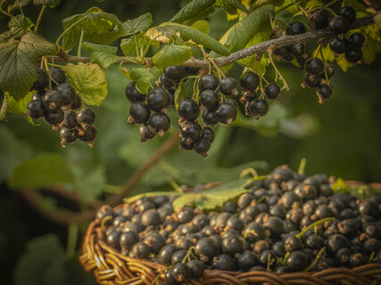 Чем подкормить смородину и крыжовник ранней весной: мочевиной или аммиачной селитрой – эксперт дал четкий ответ 