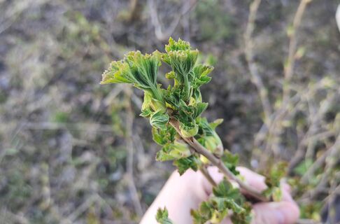 При появлении молодых листьев смородине - обязательно: 3 компонента в воду - и никаких вредителей и болезней весь год 