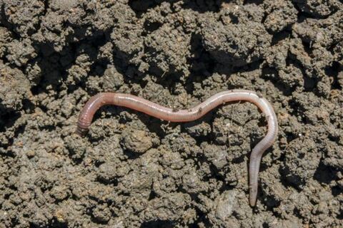 Раскидала по грядкам "отходы" с кухни – и урожай вырос в 2 раза: пища для червей и мульча в одном флаконе