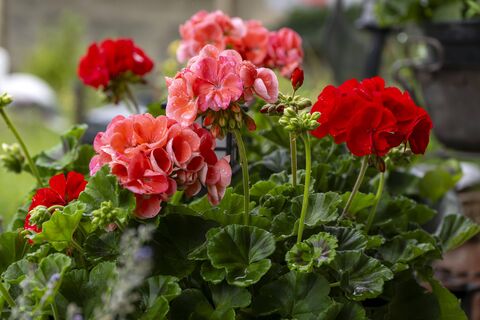 Одна подкормка - и бутоны герани пышнее облака: цветет как заведенная, нехватка света не помеха