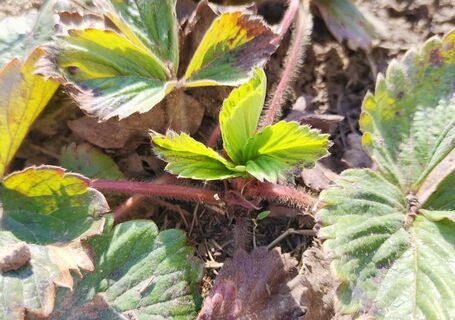 С появлением новых листьев клубнике – обязательно: 3 ложки в воду – и ягод будет видимо-невидимо, главная подкормка сезона 