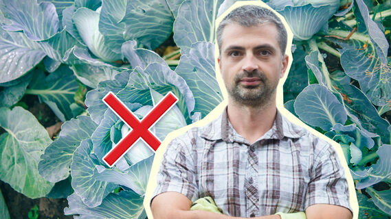 Вместо обычной капусты посадите вот какую: урожая будет хоть продавай