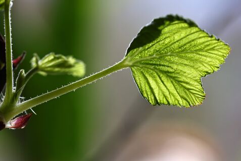 По 3 ложки каждого удобрения – и смородины в 2 раза больше: вот как получить сочные ягоды размером с вишню