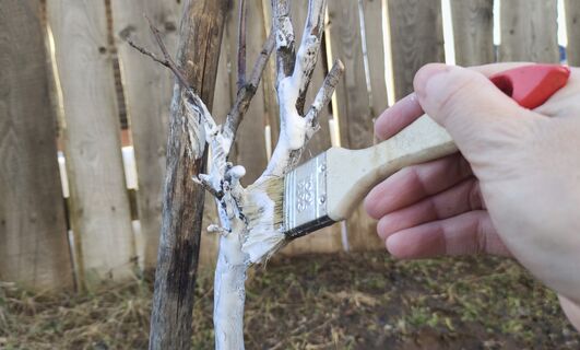 Когда проводить весеннюю побелку деревьев в 2026 году: точные сроки, мощный состав, советы эксперта 