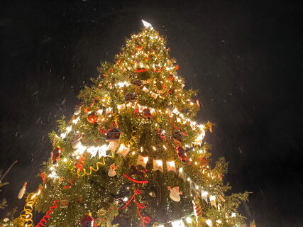 В Петербурге распустилось «Дерево желаний»: стартовала благотворительная акция — чьи мечты сбудутся первыми?