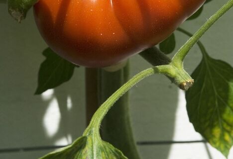 Листья огурцов и помидоров пожелтели: Причина - хлороз, и вот как его лечить