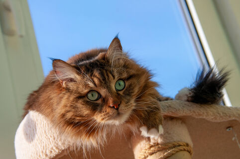 Сфинксы в этот список не входят: какие породы кошек подойдут для аллергиков - не догадаться