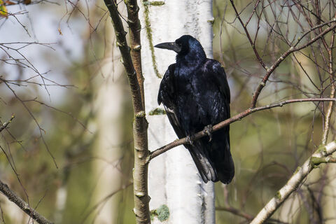 Народная примета погоды на 17 марта – к ненастью и затяжным холодам