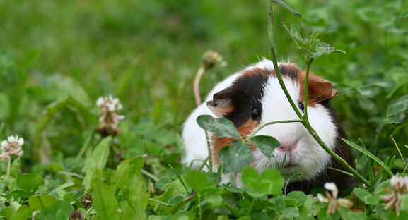 Городовой ру