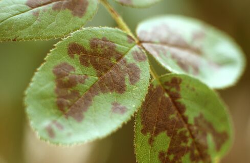 Посадила под розами 1 растение - черной пятнистости след простыл: совет британских садоводов