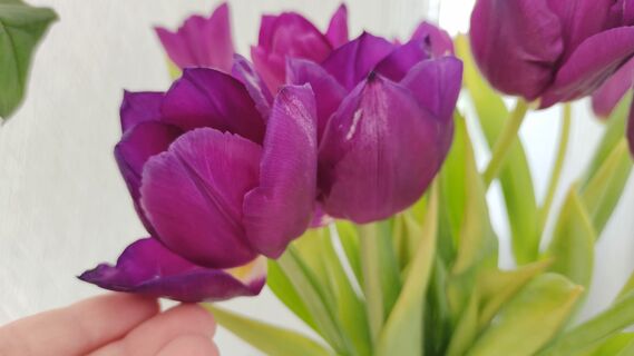 Если тюльпаны чахнут в вазе - не беда: 3 простых трюка спасут даже замерзший букет - инструкция от флориста 