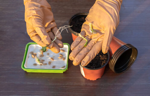 Как правильно сеять огурцы: семечком на бочок или острием вниз – агроном дал четкий ответ, ошибались многие 