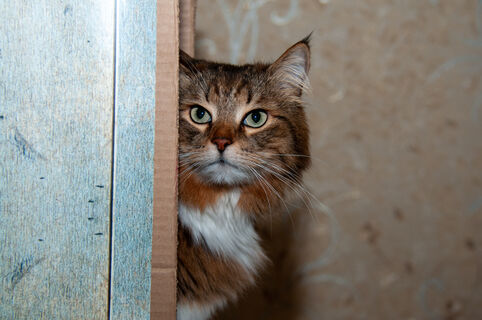 Аромат дома — приговор для хвостатых: аромадиффузоры могут навредить кошкам и собакам