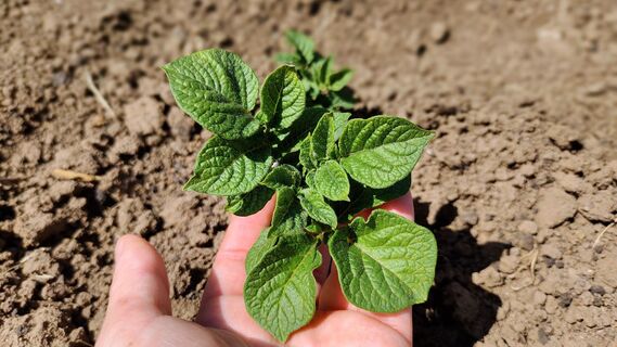 За 2 недели до посадки картофеля – обязательно: 3 процедуры для шикарного урожая и крупных клубней