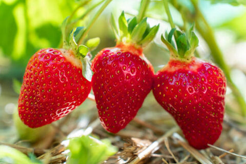 Долгоносик "склеит ласты": готовим надежный раствор для борьбы с вредителем – советы агронома Давыдовой