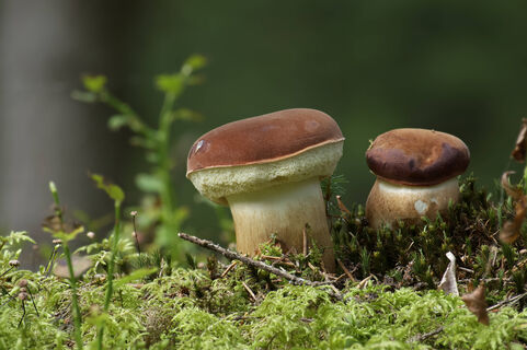 Городовой ру