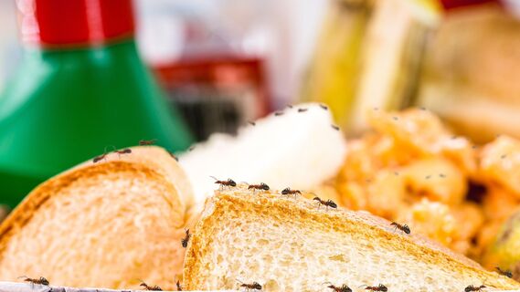 Хлеб и другие продукты притягивают муравьев