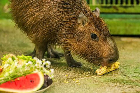 В Ленобласти появится контактный зоопарк под опекой Ленинградского зоопарка