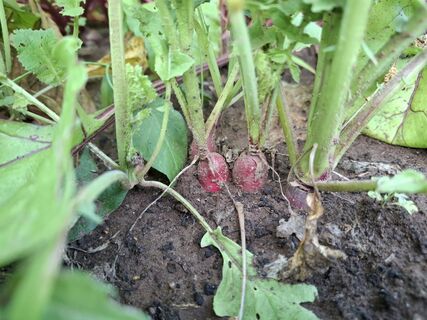 Как вырастить редис к 1 мая: советы советских агрономов – все соседи обзавидуются раннему урожаю