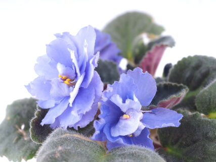 В апреле фиалке – жизненно необходимо: 3 шт. в воду – и к маю сенполия нарядится в пышную шапку цветов – мощная подкормка 