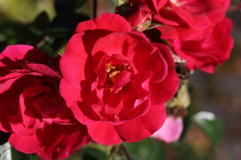 Главные "розовые" правила: простые советы - и роза будет пышнее свадебного платья