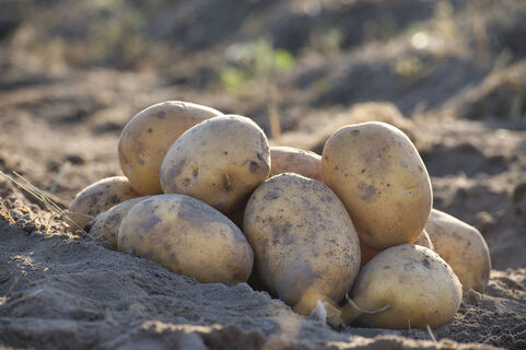 Не картофель, а чемпион по урожайности: копаем по 600 кг с 1 сотки даже на Севере – клубни вкусные, крупные, лежкие 