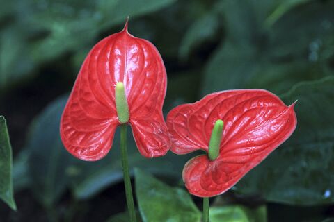 Весной антуриуму важнее не вода, а правильная подкормка: 5 г – и алые бутоны полезут один за другим – мощное цветение 10 из 10  