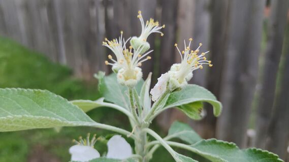 Календарь главных подкормок яблони в 2026 году: сроки, удобрения, рекомендации агронома 