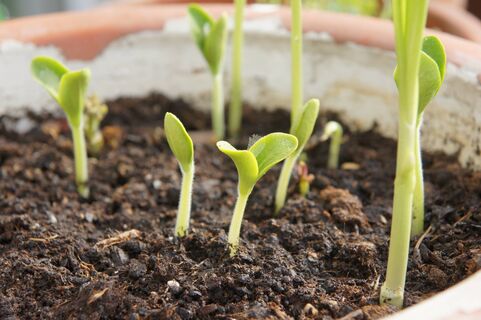 Пластиковые ящики - худшее решение: для рассады огурцов нужна только одна тара - залог рекордной урожайности