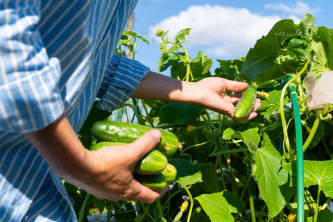 Не просто сорт, а фабрика по производству огурцов: 8 завязей в пучке, по 7 кг с каждого куста