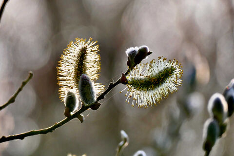 7 апреля – какой сегодня праздник отмечают в России и в мире: важные исторические события и памятные даты