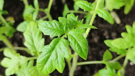 Томатам после 8 апреля - важнее полива: 1 таблетка в воду - и по листу, рассада станет крепче толстянки 