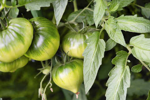 Научилась разводить фитоспорин правильно - фитофтора обходит кусты томатов за километр: никакой потери урожая