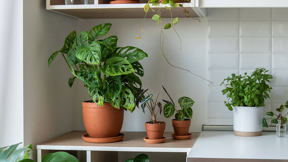 Тропические растения