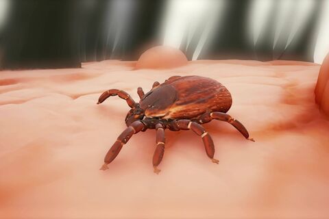 Как защититься в лесу от клещей без репеллентов: одна клейкая лента — и паразит не проскочит