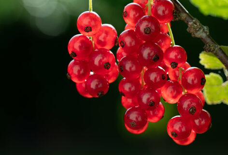 Для красной смородины в апреле - обязательно: 1 процедура - и ягоды можно собирать ведрами