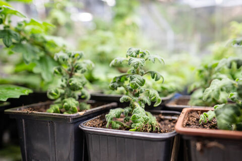 Через 7 дней после пикировки – обязательно: 0,5 г в воду – и рассада станет толще баобаба, мощной и коренастой    