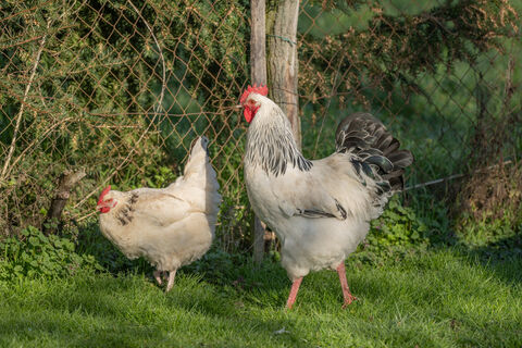 Готовим курам в апреле витаминную мешанку – несушки "стреляют" яйцами без продыху