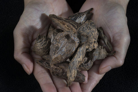 Не золото и не нефть: кусочек этого дерева стоит миллионы - за 10 г просят до 100 тысяч долларов