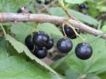 Городовой ру