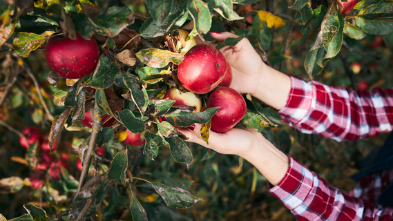 Осенью выполнять эти процедуры на даче бесполезно: лучше отложить до весны