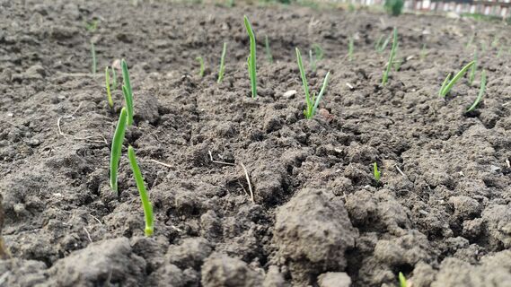 После таяния снега озимому луку - обязательно: развожу 1:15 с водой - и не знаю бед, перья не желтеют, луковицы с кулак 