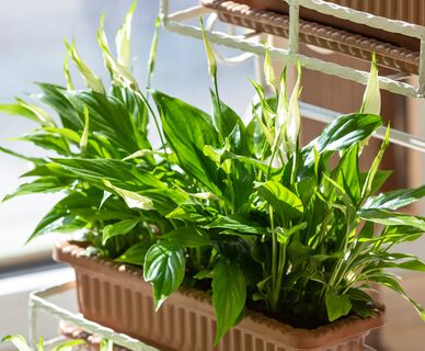 2 шт. в воду  – и спатифиллум стреляет белоснежными бутонами без продыху: цветет как угорелый круглый год   