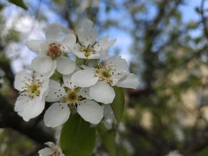 Срабатывает правило трех «О»: агроном Давыдова объяснила, как реанимировать вишню после весенних заморозков — медлить нельзя