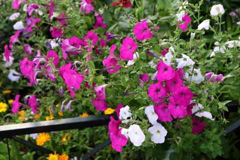 Свои цветы для Невского и Калининского: Петербург удвоит зеленое оформление