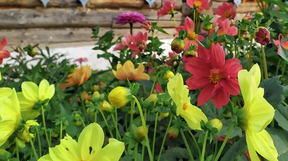 Когда сеять однолетние георгины на рассаду - сроки, Лунный календарь, лучшие сорта 