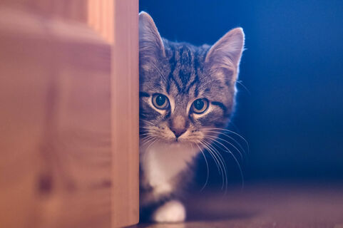 Что чувствует кошка, когда хозяин уходит из дома - питомец переживает только в нескольких случаях: интересные факты