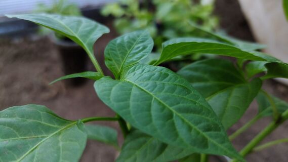 Когда сеять перец на рассаду в феврале 2026: Лунный календарь дачника - остается 6 дней 